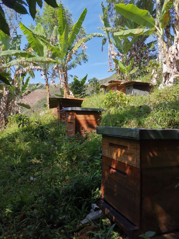 Bienenkästen auf der Farm in Mexico